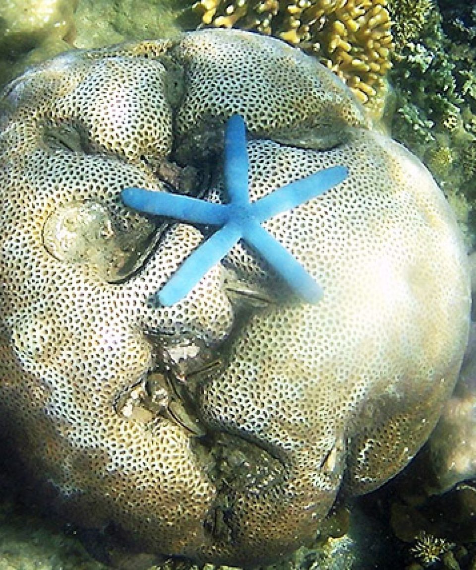 Blue starfish, snorkeling, Gili Kedis
