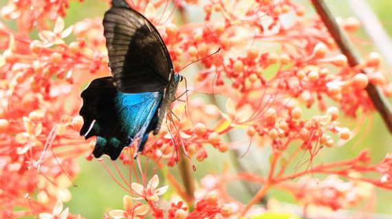 Butterfly,  Butterfly park Bali