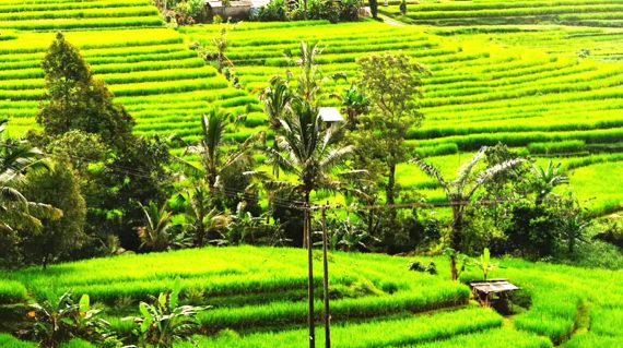 Rice field Jatiluwah, Bali